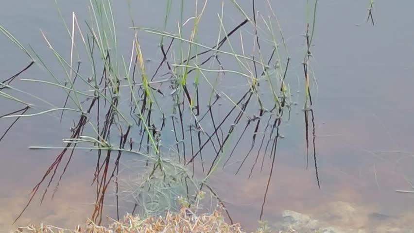 Grassy weeds in garden ponds, agriculture.