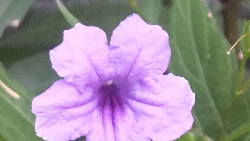 Morning glory, purple flower ,a
