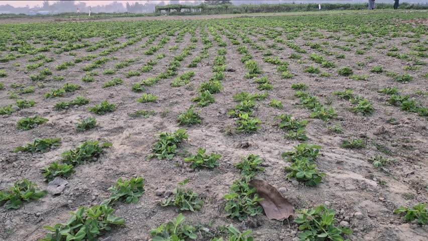 A vast, high-angle RAW 4K footage of a peanut (Arachis hypogaea) field in rural Bangladesh। The video captures thousands of young peanut plants growing in neat, organized rows across a wide agricultural landscape under the soft light of a hazy sky। This authentic and fresh depiction of large-scale farming is ideal for agribusiness reports, environmental documentaries, and food industry visuals।