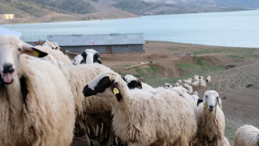 Close drone view of sheep gathered near a rural farm by the lake, showing wool textures, tagged ears and calm herd behavior in an authentic countryside livestock scene with barns behind.
