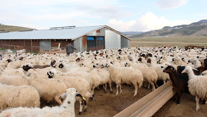 Wide view of sheep flock inside a rural farm near the lake. Warm sunlight, open land and distant mountains create a calm pastoral scene reflecting traditional livestock life.