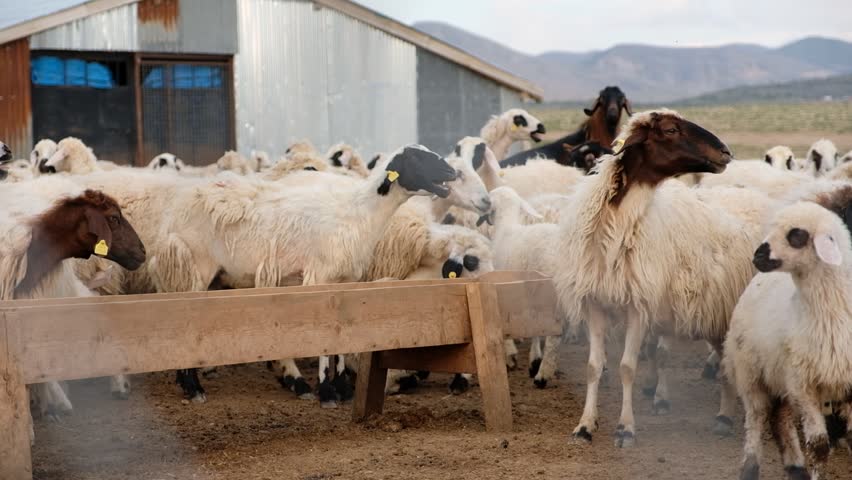 Wide view of sheep flock inside a rural farm near the lake. Warm sunlight, open land and distant mountains create a calm pastoral scene reflecting traditional livestock life.