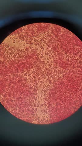 Human blood cells moving under microscope