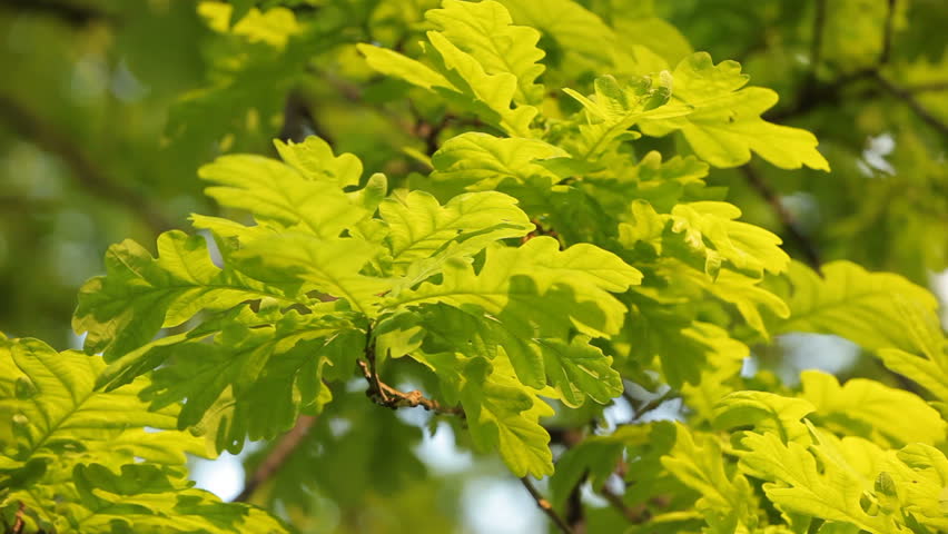 White Oak tree leaves