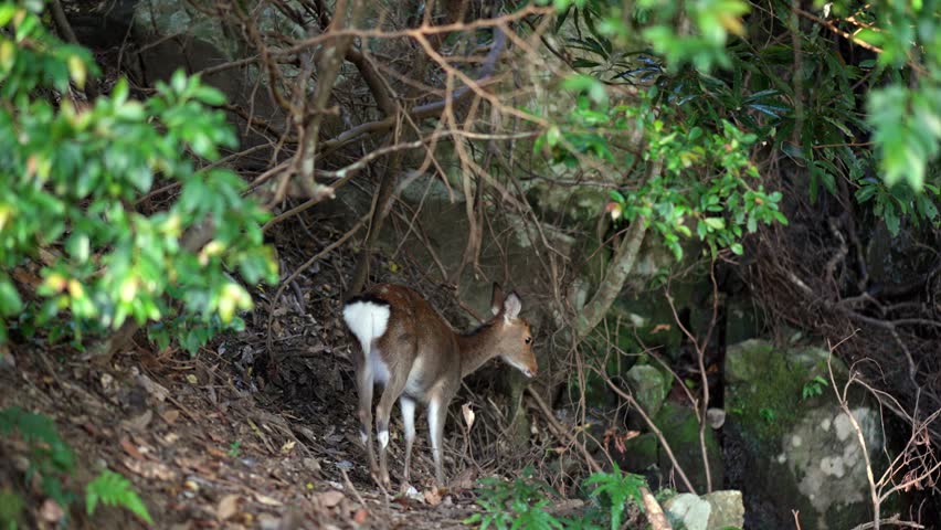 Yakushima deer a subspecies of sika deer standing alert among dense forest vegetation in Yakushima Japan natural habitat