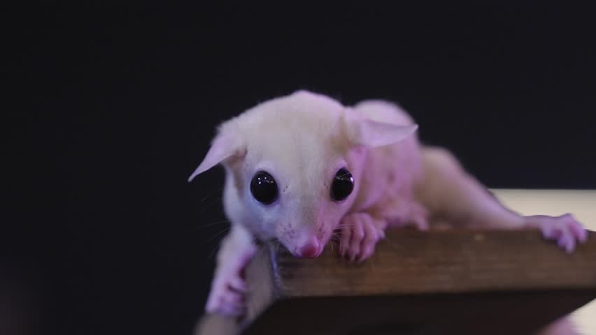 Leucistic sugar glider close-up on wooden surface, exotic pet portrait with big black eyes, cute nocturnal marsupial.
