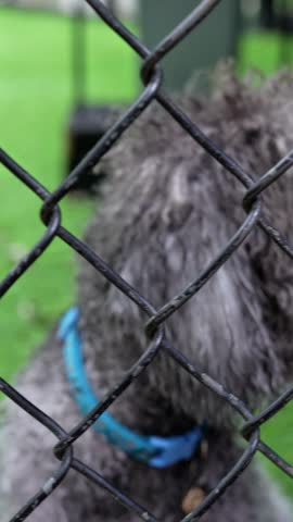 Curly dog close-up behind a fence, detailed wet nose portrait with textured fur and playful outdoor pet vibes.