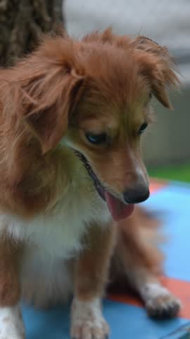 Cute brown dog close-up with tongue out, fluffy fur, bright eyes, and playful pet portrait vibes.