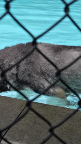 Fluffy gray dog Husky Siberia by a blue pool behind a fence, wet fur pet moment with calm outdoor vibes and candid lifestyle framing.