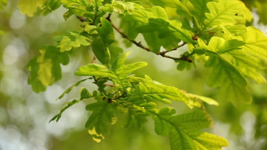 White Oak tree leaves
