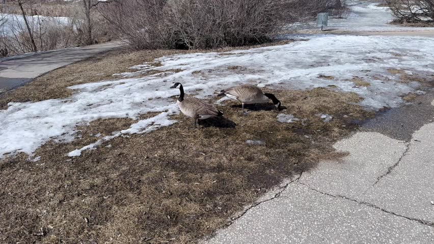 Two Canada geese walking on melting snow and dry grass in urban park during early spring season, natural wildlife scene under clear blue sky