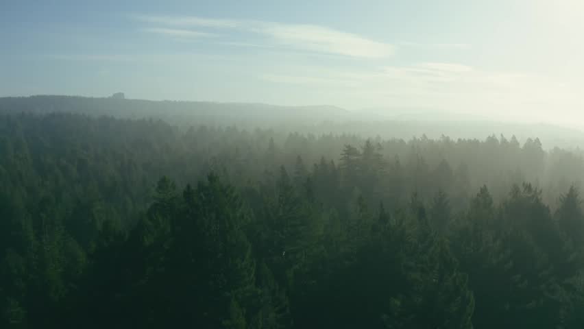 Drone shot of trees above Northern California as the sun is setting.