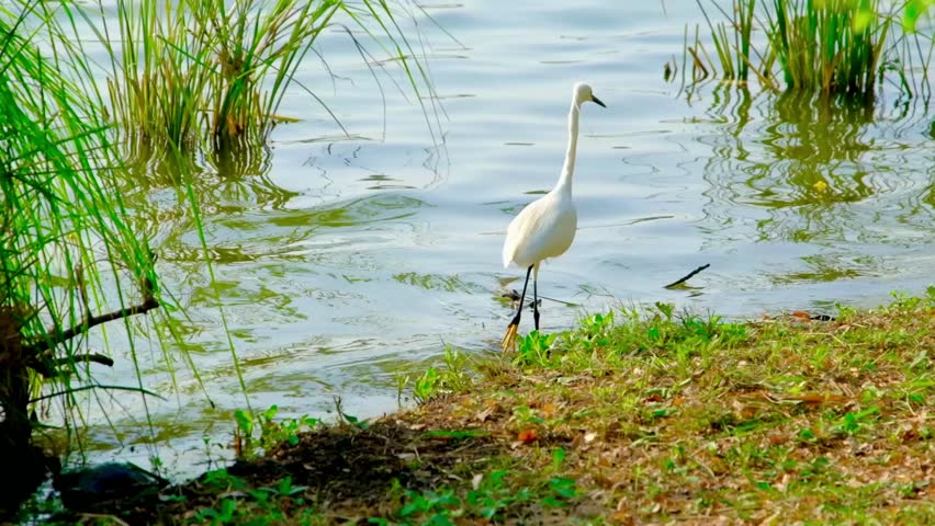 A graceful white egret walks slowly through shallow water along a grassy lake bank, hunting for food in a tranquil natural habitat.
