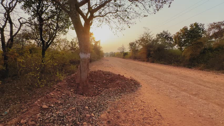 Tilt-up shot of a roadside tree marked with white paint beside an unpaved rural road in warm evening light, documenting pre-construction surveying for road widening and infrastructure development.