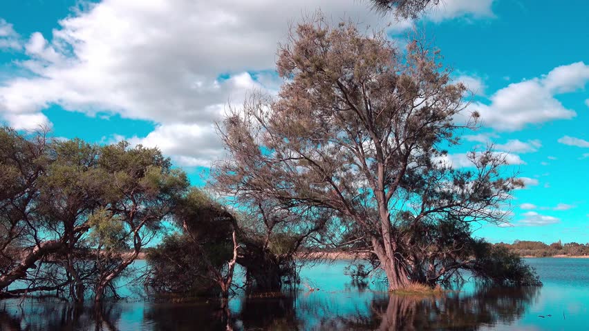 Scenic landscape of trees growing out of a calm blue lake with beautiful reflections under a bright cloudy sky.