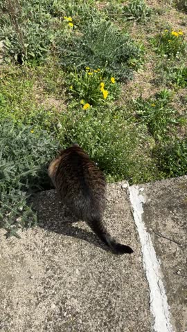 The cat is crouching, wagging its tail, and staring intensely with dilated pupils, preparing to pounce.