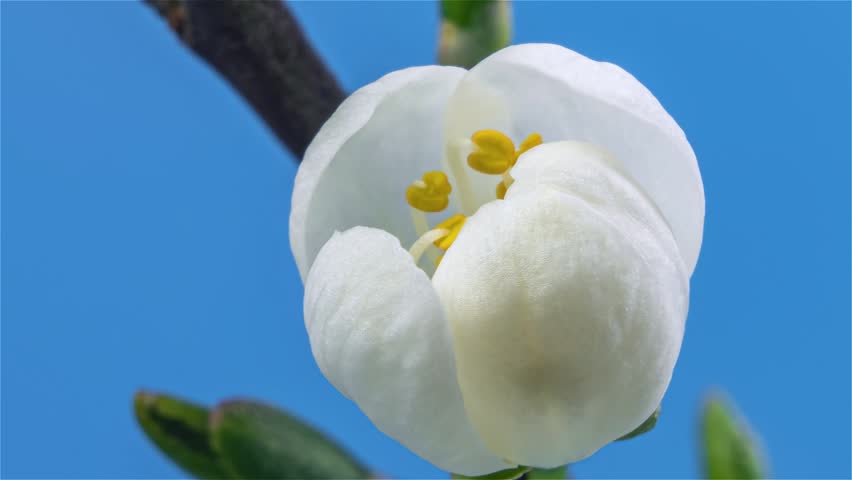 Detailed Close-Up of White Fruit Flower Blooming in Spring, Timelapse