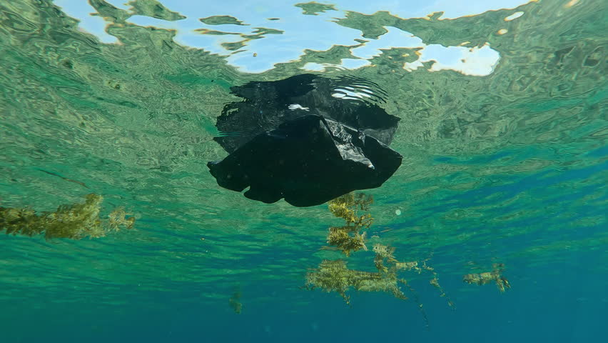 Plastic pollution of ocean, Black plastic bag with pieces of brown seaweed (Sargassum) are floating underwater is reflected on its surface, backlit, underwater footage