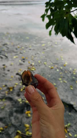 Person holding dark textured shell on tropical sandy beach. Close up of a hand holding a small dark seashell at a coastal beach in Costa Rica.