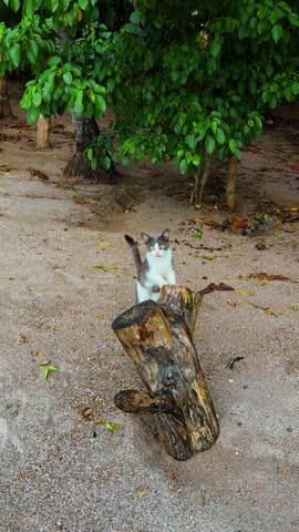 Domestic cat walking on sand past large tree log. Grey and white cat walking on a sandy beach near a large weathered log in Costa Rica.
