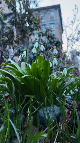 Close up of white snowdrop flowers in Central Park. Blooming Galanthus flowers in the foreground with a blurred historic New York City building background.