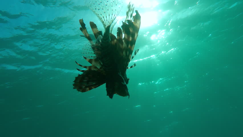 Red Lionfish swimming underwater in evening light of setting sun. Close-up of Common Lionfish (Pterois volitans) swimming in rays of sunset against water surface