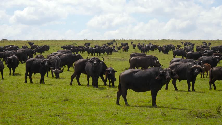 African buffalo grazing on grasslands. Herd of buffalo resting calmly across expansive sunlit savannah. Tranquil scene of buffalo calmly grazing on vast sunlit grasslands under cloudy sky