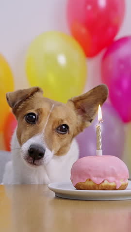 Close up dog licking lips birthday party pink donut candle balloons. Jack Russell Terrier bday celebration vertical orientation. Happy pet festive balloons background indoor anniversary celebration.