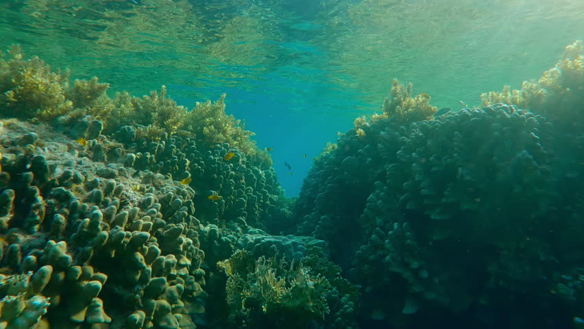 View from below of colorful tropical fish swimming in coral canyon against blue water in sunlight, backlit by sun. Passage between corals to inner reef in sunshine. Reef covered with Sargassum algae