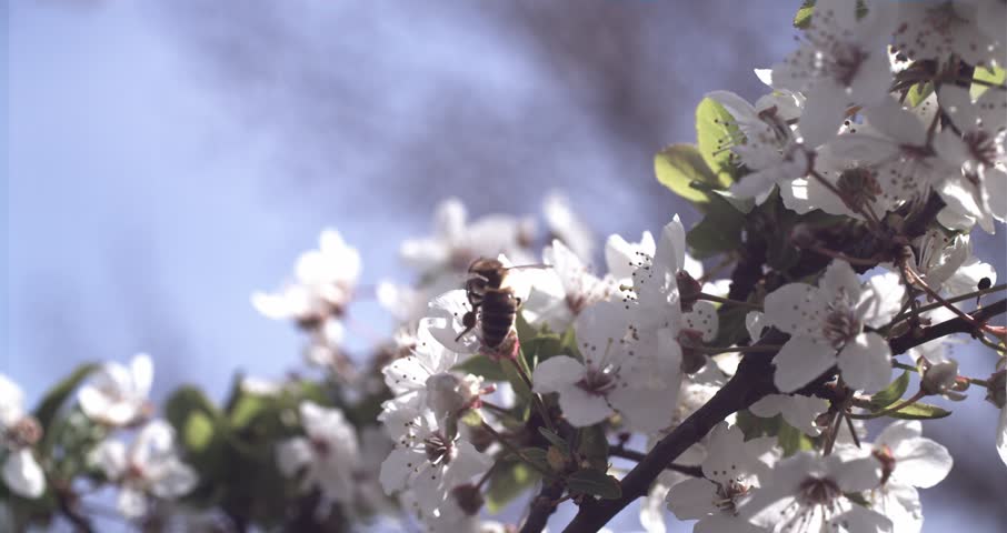 Close-up macro shot of a honey bee collecting pollen on delicate white spring blossoms under soft sunlight. Cinematic shallow depth of field with dreamy bokeh background highlights the beauty of nature and pollination. Perfect for themes like ecology, environment, biodiversity, and seasonal spring visuals. Ideal for use in documentaries, commercials, and nature-related content.