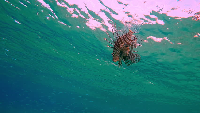 Lion-fish swims under surface approaching to school of Silversides Atherina. Common Lionfish or Red Lionfish (Pterois volitans) hunts below waters surface for Atherinidae