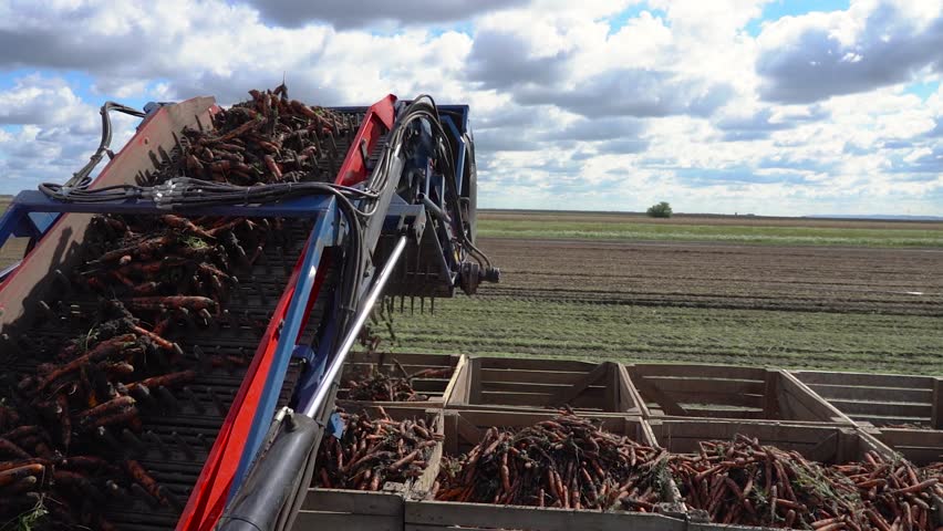 Slow Motion Carrot Harvester Loading Fresh Carrots into Wooden Crates on Moving Tractor Trailer. Professional slow motion footage of an automatic carrot harvester discharging fresh vegetables into wooden crates. This high-quality clip is ideal for agricultural documentaries, food supply chain presentations, industrial farming advertisements, and educational content regarding modern organic food production and agribusiness logistics.