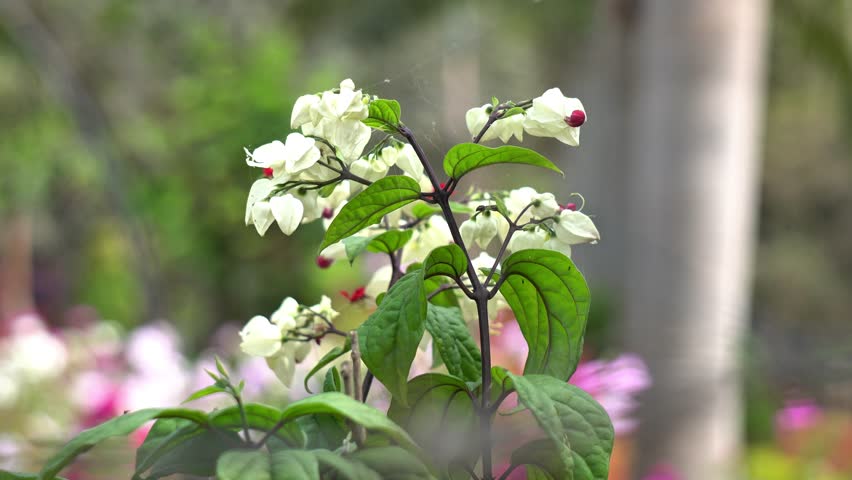 White Bleeding Heart Vine Flowers with Crimson Centers Blooming in Garden. Clerodendrum Thomsoniae Tropical Vine Blossoms. Blooming Ornamental Clerodendrum Thomsoniae Plant in Tropical Outdoor Setting