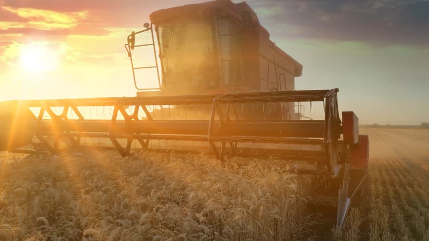 Combine harvester working on the wheat field at sunset, low angle view - close up. Beautiful rural summer landscape. Food production, agriculture concept.