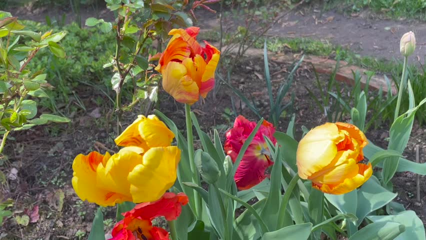 Yellow and red color Parrot Tulips (Tulipa) bloom in a garden in May 2023. Idea for postcards, greetings, invitations, posters, wedding and Birthday decoration, background