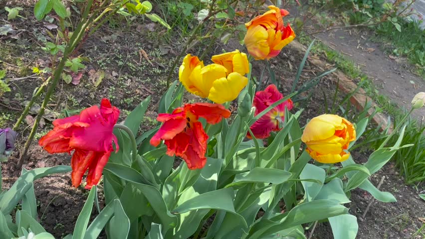 Yellow and red color Parrot Tulips (Tulipa) bloom in a garden in May 2023. Idea for postcards, greetings, invitations, posters, wedding and Birthday decoration, background