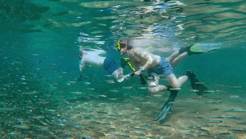 Trio of snorkelers glides through dense cloud of shimmering Silversides. They use underwater cameras to capture breathtaking scale of migration massive shoal of Atherina fish