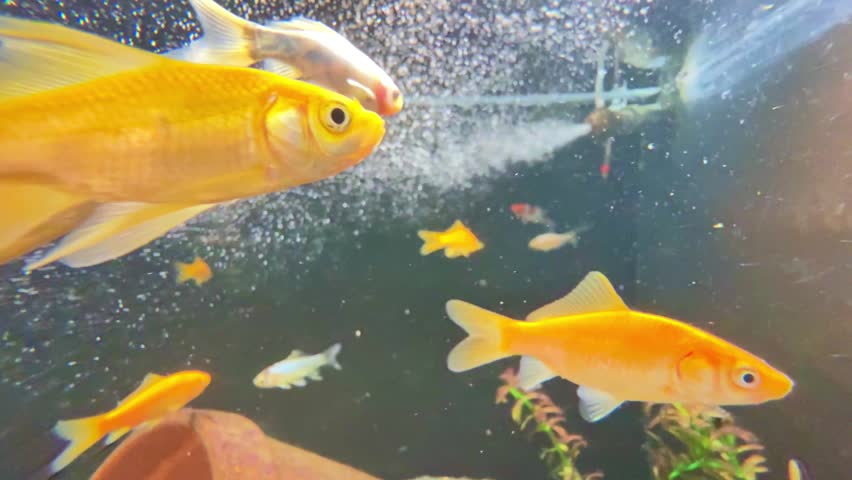 Bright orange goldfish swimming in a tank with oxygen bubbles background. Diverse group of goldfish including Shubunkin and Comet swimming in aquarium.
