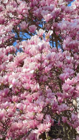 Blooming Magnolia with pink and white flowers in spring garden, vertical video , closeup