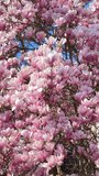 Blooming Magnolia with pink and white flowers in spring garden, vertical video , closeup - Powered by Shutterstock - Get 15% off with code: PIKWIZARD15