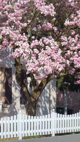 Blooming Magnolia with pink and white flowers in spring garden near country house, vertical video close up