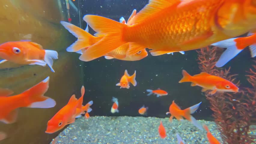 Close-up of bright orange Comet goldfish swimming in a freshwater aquarium