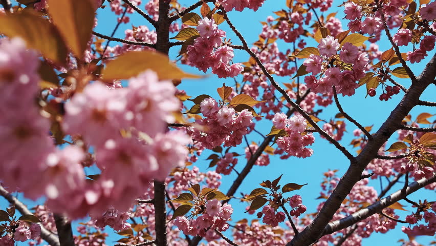 Pink cherry blossom tree flowers blooming against blue sky