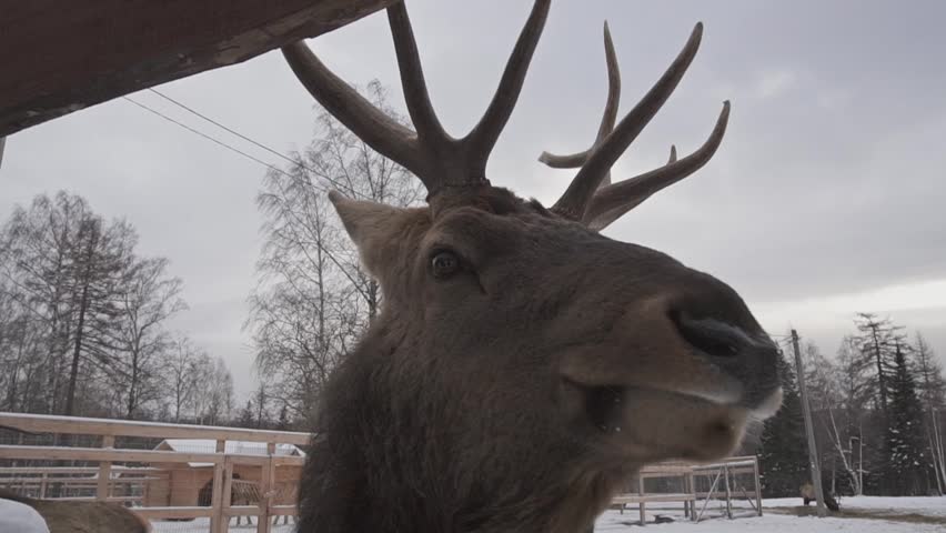 Portrait of a red deer with big antlers. Deer in a paddock where tourists feed him in winter