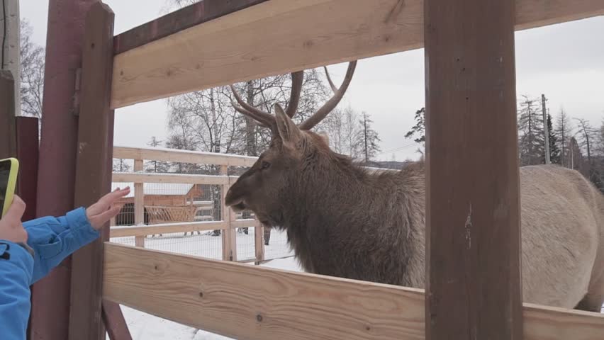Portrait of a red deer with big antlers. Deer in a paddock where tourists feed him in winter