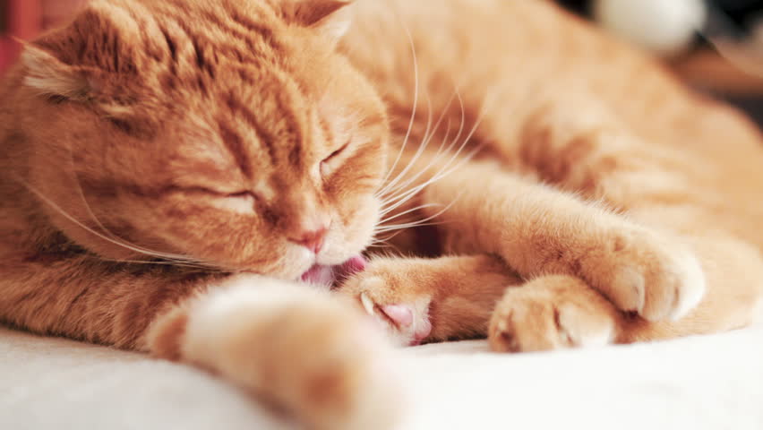 Ginger cat grooming itself while lying down