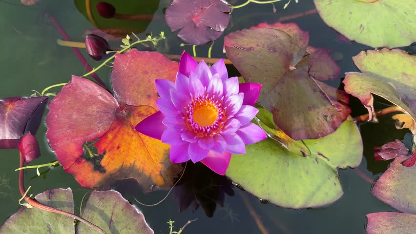 Vibrant purple water lily flower blooming among colorful autumn leaves on calm pond surface, nature videography closeup	