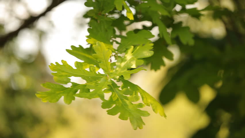 White Oak tree leaves
