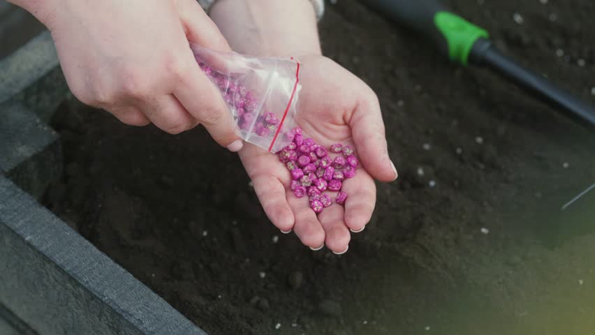 Close-up of hands carefully sowing tiny pink seeds into prepared garden soil, a tool visible in the background