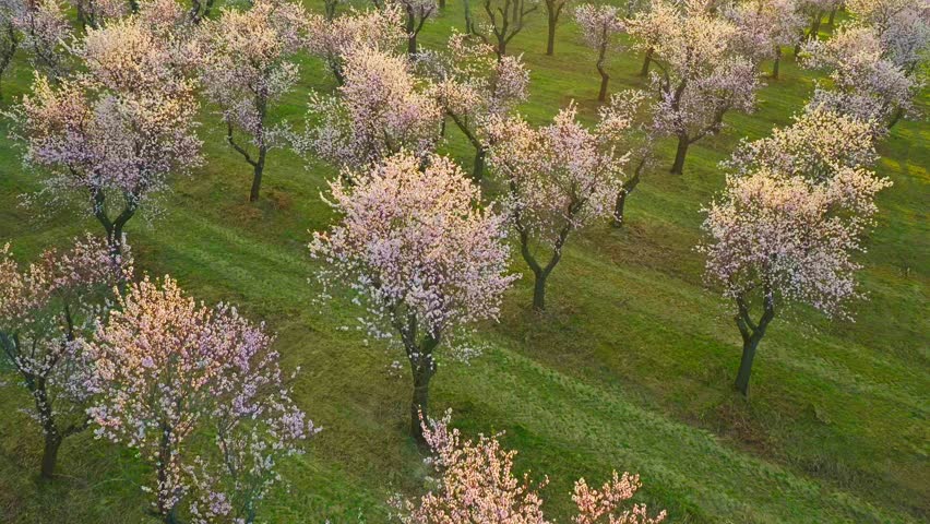 Smooth forward aerial flight over a blooming almond orchard in spring. Rows of flowering trees create a scenic landscape with soft light, long shadows and a peaceful natural atmosphere.
